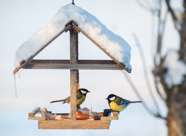 Bird Feeding in Winter